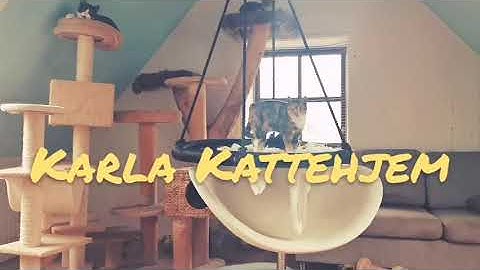 2.000 HJEMLØSE KATTE HAR FÅET HJÆLP