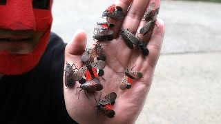 [우마] 꽃매미를 잡아 먹어보자!!(ft.리도동동) SPOTTED LANTERNFLY