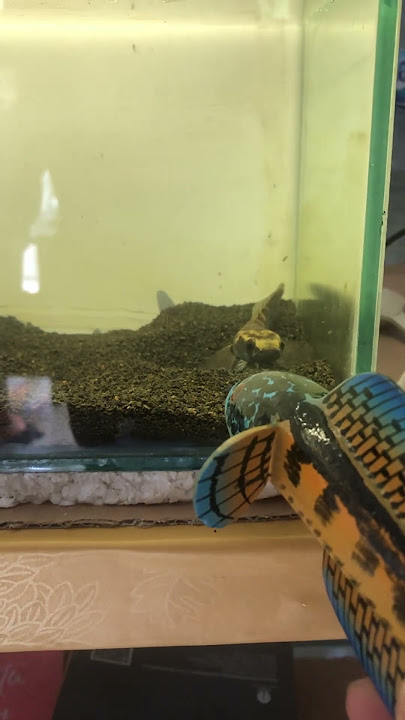 CHANNA MARU SIMET STRESS‼️ #ngeshortsbarengbyu