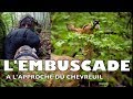 L&#39; EMBUSCADE  (Photo animalière)