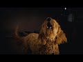 Village Night Ambience | Distant Dog Barking &amp; Crickets for Sleep, Focus &amp; Relaxation