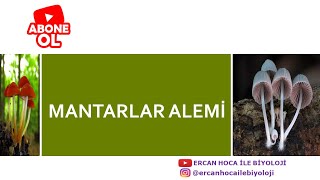 29 Mantarlar Alemi Ercan Hoca İle Biyoloji