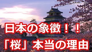【衝撃】美しいだけじゃない！「桜」が日本の象徴とされている本当の理由とは？そこから見える海外メディアも注目した東日本大震災での日本人の行動とその理由とは？！【海外が感動する日本の力】