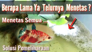 Berapa Lama Telur Ikan Cupang Menetas Dan Cara Merawatnya