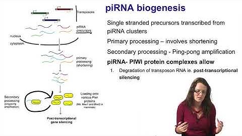 6.   Noncoding RNAs   piRNAs