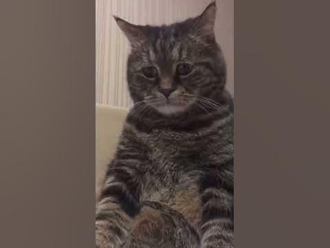 грусный кот - YouTube