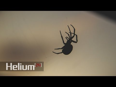 Video: Por Qué No Puedes Matar Arañas En La Casa: Razones Objetivas Y Señales Sobre La Prohibición