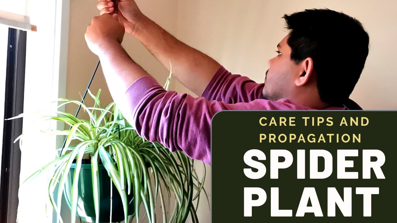 Spider Plant 101: How to Care for Spider Plants