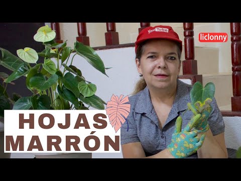 Video: ¿Qué causa que las puntas de la planta araña se pongan marrones?