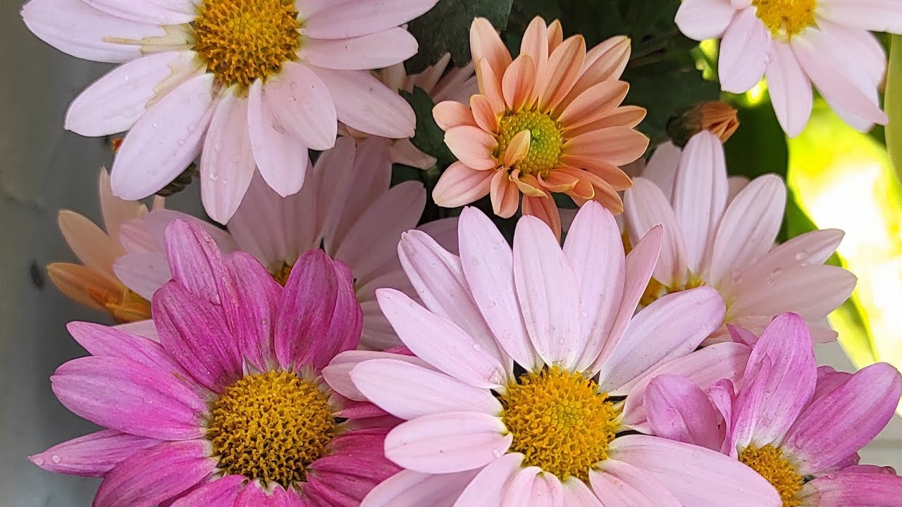 Hobby gardener🪴 is live