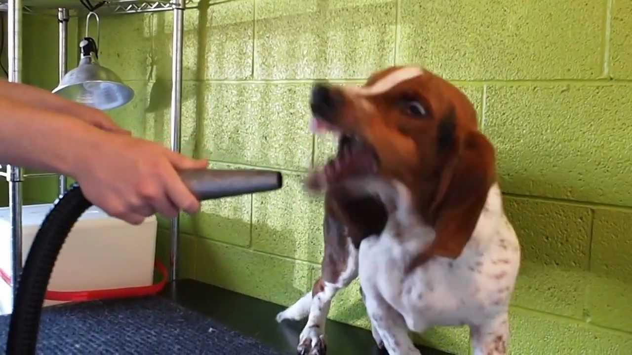 Basset Hound Vs Blower Youtube