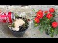 The effect of Coca Cola when watering the rose pot