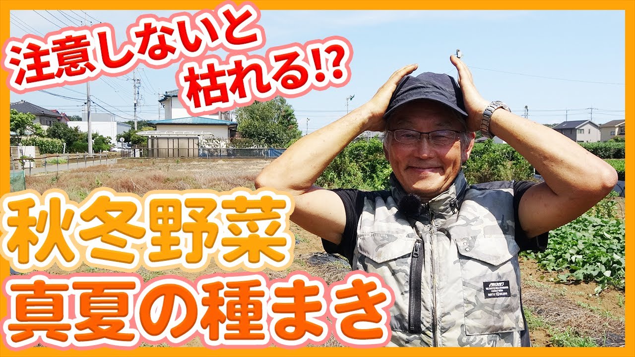 家庭菜園や農園の秋冬野菜栽培で注意しないと枯れる！？真夏の種まきのコツ！８月種まき成功の秘訣を徹底解説！【農家直伝】/Tips for sowing winter vegetables.