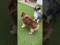 Dog Funny Moments #funymoments #shortvideo #funnydogs #viral