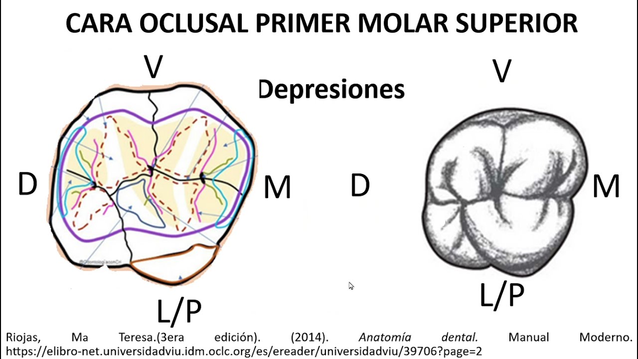 Morfología Primer  Molar Superior