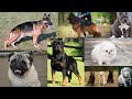 ALL DOG BREED PRICE IN PAKISTAN/Hercules Zelus/Wassi Vlogs