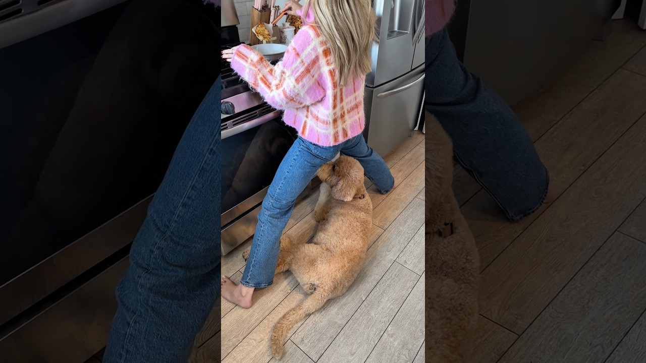 Rule 1: don’t question the rules #dogs #dogcomedy