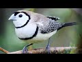 10 Most Beautiful Finches in the World (P2)