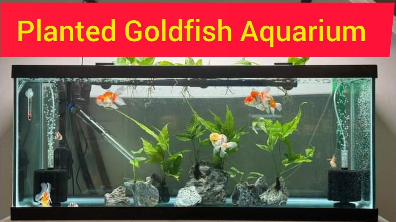 Photo inspiration: Periodic Water Changes Goldfish Reference: Water Change Goldfish Aquarium Ll Planted Goldfish Aquarium