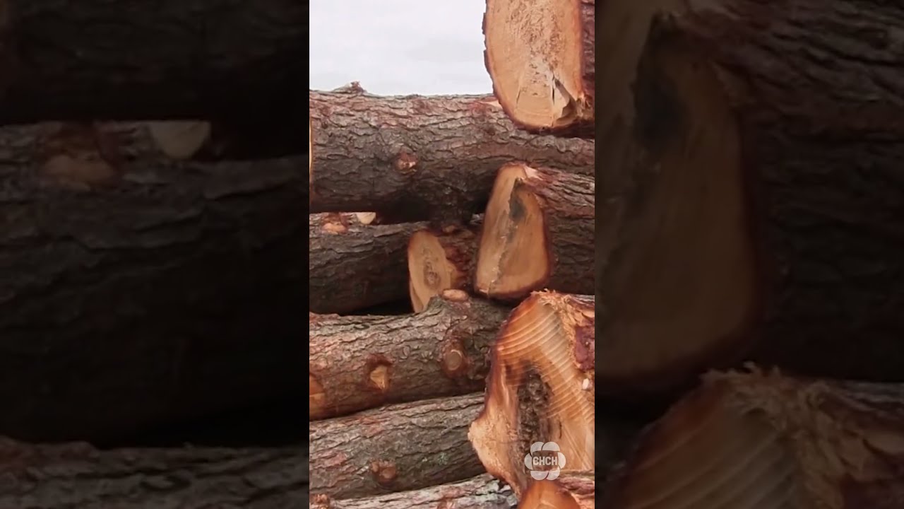 Prime Minister Mark Carney Announces Support Measures For Softwood Lumber Industry