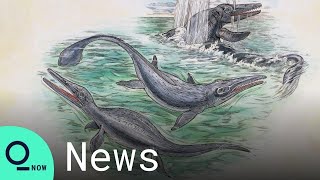 180 Million-Year-Old 'Sea Dragon' Fossil Discovered in Britain