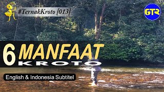 6 Manfaat Kroto - Semut  RangRang - #ternakkroto 013