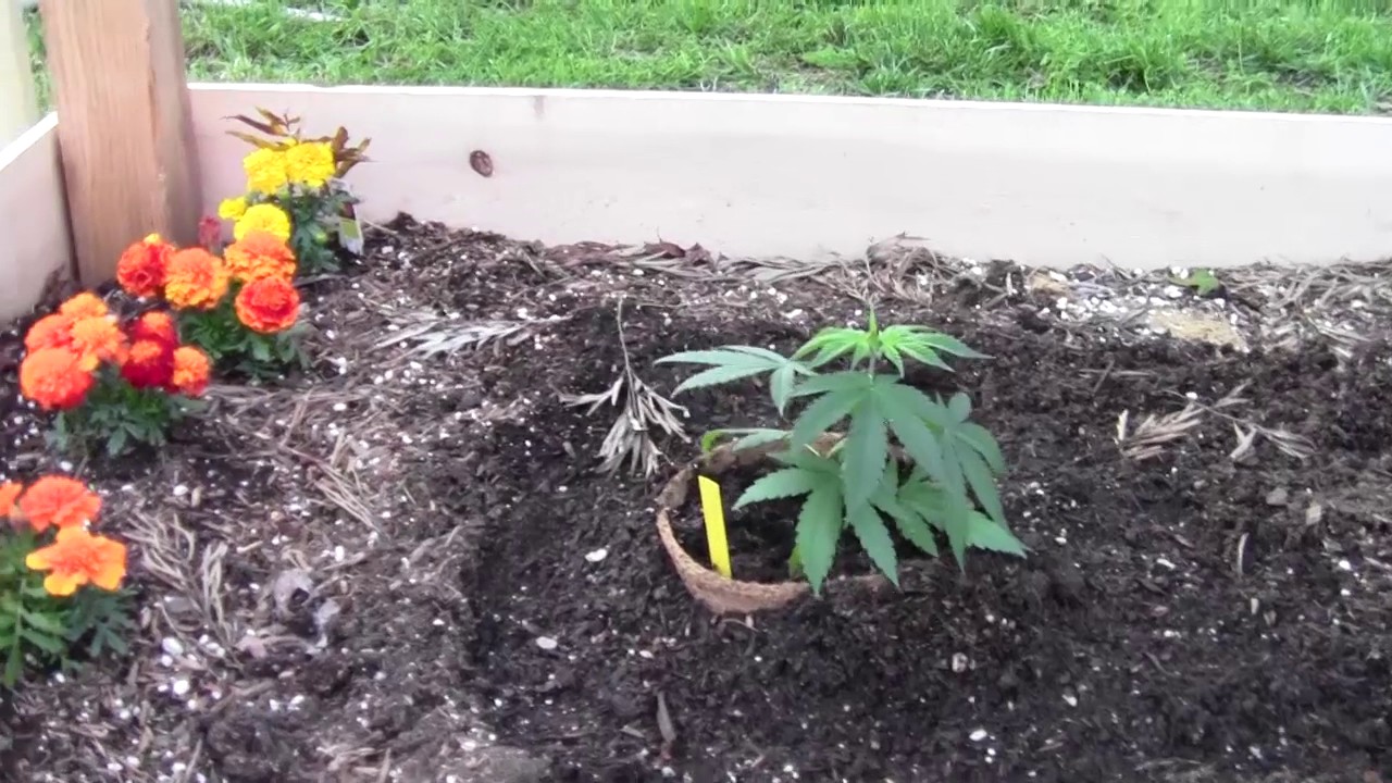 April 10 2017 - Avoiding Transplant Shock and New Additions