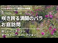《お庭訪問*あこさんのお庭*5/15撮影》満開のバラ!ベストタイミングで撮影♪人気のバラ~イングリッシュヒストリカル~珍しいオールドローズ