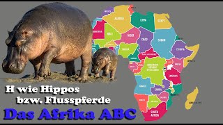 Afrika ABC, H wie Hippos