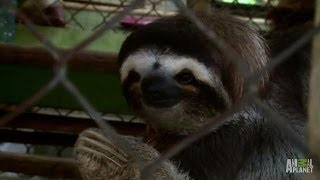 Saucy Samantha Calls For Suitors Meet The Sloths