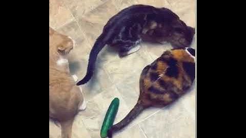 Cats scared from cucumber - funny cats #shorts