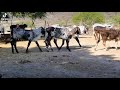 Video de Heroica Ciudad de Huajuapan de León