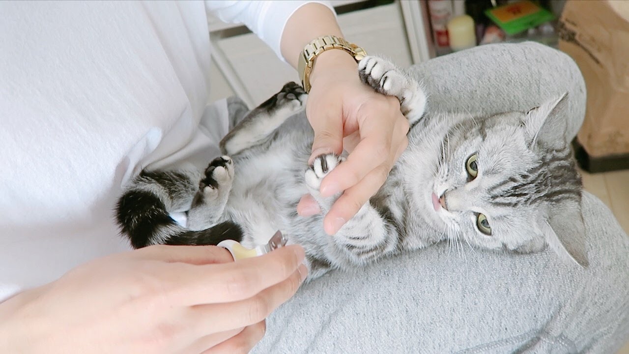 Trimming my Cat's Claws YouTube