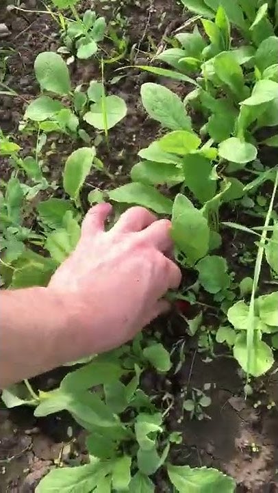 Мой большой парник-теплица - YouTube
