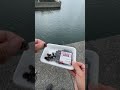 スーパーで買った お買得品「しじみ」を餌にして釣りをしてみたら…！？#Shorts