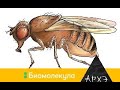 Сергей Глаголев: "Плодовая мушка Drosophila melanogaster"