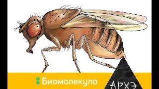 Сергей Глаголев: "Плодовая мушка Drosophila melanogaster"