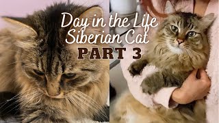 A DAY IN THE LIFE OF A SIBERIAN CAT, PART 3 | Cute cat video | Siberian cat personality