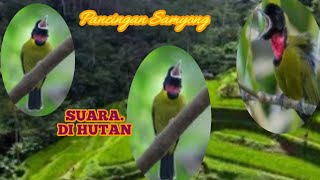 PANCINGAN NGEPLONG SUARA SAMYONG  HUTAN Mp3