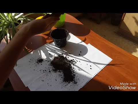 Видео: Разделяне на растенията юка: Научете как да разделите юка