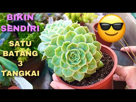 Video: Echeveria 'Lola' Plant Care – Cara Menanam Tanaman Sukulen Lola