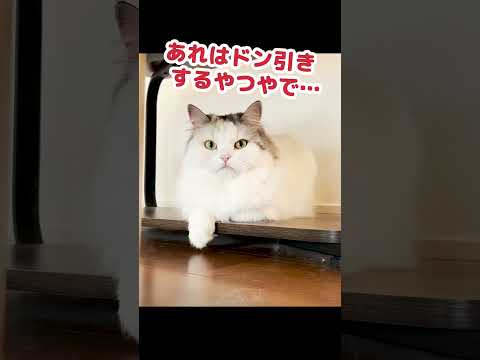 やっと帰宅した奥さんにやりたい放題の猫 #Shorts