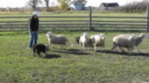 Beckett - Herding- 11 Oct 10.wmv