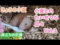 小夏とのたいせつな日々 Vol.3　お別れ前の小夏とママちゃんとの暮らし・旅立ちの時・葬儀のことなど。小夏の最後の記録です【ハムスター/キンクマ】