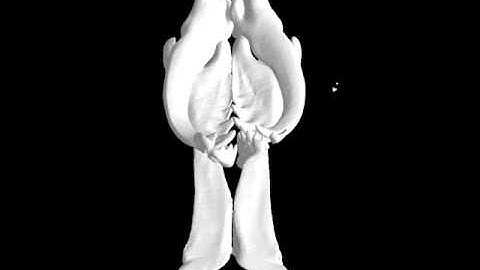 MicroCT scan of the jaws of Eunice (Eunicidae, Annelida)