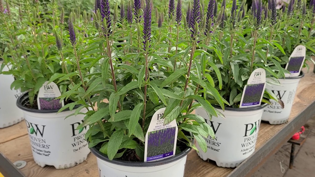 Veronica Magic Show® 'Wizard of Ahhs' & 'Pink Potion' (Speedwell) // Easy COLORFUL perennials