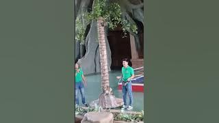 Energetic monkey dazzles visitors with an amazing coconut-picking skill