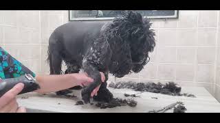 Cocker Spaniel full grooming process, summer cut #10 blade, dog grooming, no restraints, cherry eye