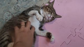 Bundles of Joy and Crazy | Compilation of Funny Cat Videos in the Philippines | A Better Life PH