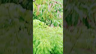 Tube Shorts Bhi Khoob Time Songs